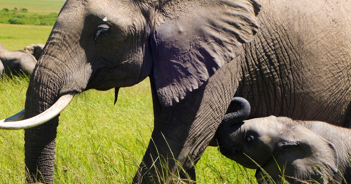 Safari Di Giorni Alla Riserva Nazionale Del Masai Mara E Al Lago