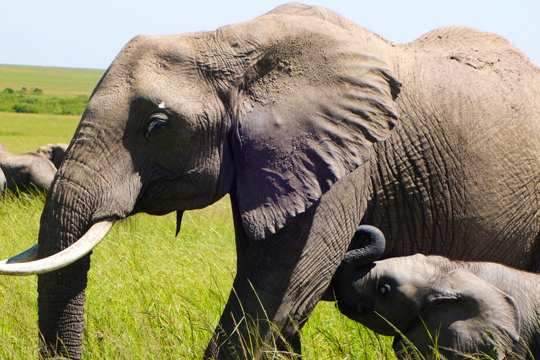 4 jours de safari dans la réserve nationale du Masai Mara et au lac Nakuru