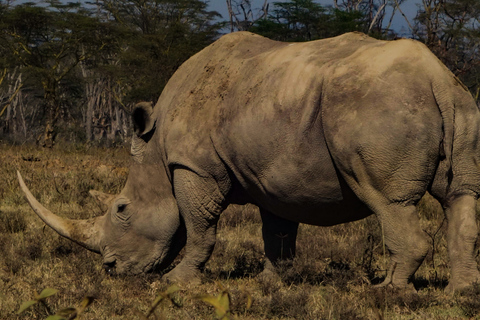 4 jours de safari dans la réserve nationale du Masai Mara et au lac Nakuru