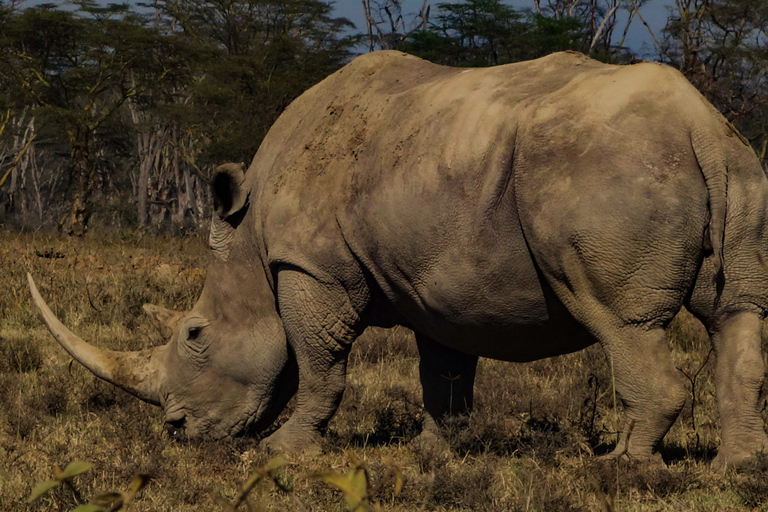 4 jours de safari dans la réserve nationale du Masai Mara et au lac Nakuru