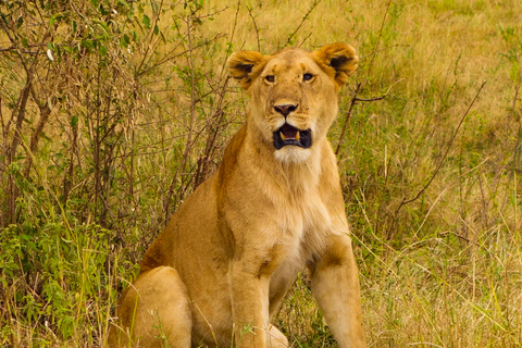 4 jours de safari dans la réserve nationale du Masai Mara et au lac Nakuru