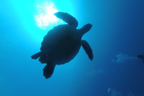 Tenerife: duiken voor gecertificeerde duikers