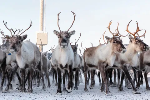 Från Abisko/Björkliden: Besök samer & renar i Kiruna