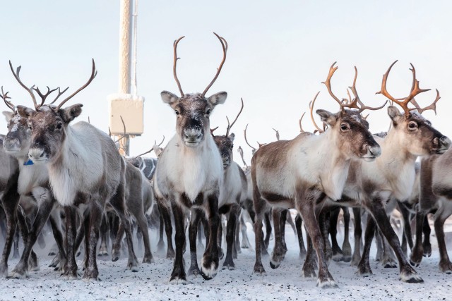 Visit From Abisko/Björkliden Jukkasjärvi Sami and Reindeer Tour in Kiruna, Suecia