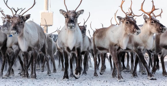 From Abisko/Björkliden: Visit the Sami & Reindeer in Kiruna