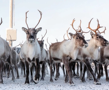 Vanuit Abisko/Björkliden: Bezoek de Sami & rendieren in Kiruna