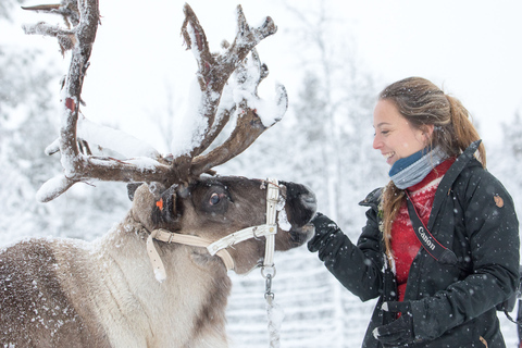 De Abisko/Björkliden: Visite os Sami e as renas em Kiruna