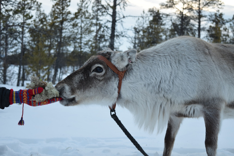 Depuis Abisko/Björkliden : Visite des Samis et des rennes à Kiruna