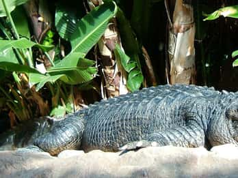 Parques de Animales y Naturaleza, Visita Privada con Almuerzo y Todas las Entradas