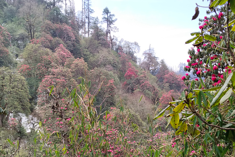 2 nuits et 3 jours de randonnée sur la colline de Poon au départ de Pokhara