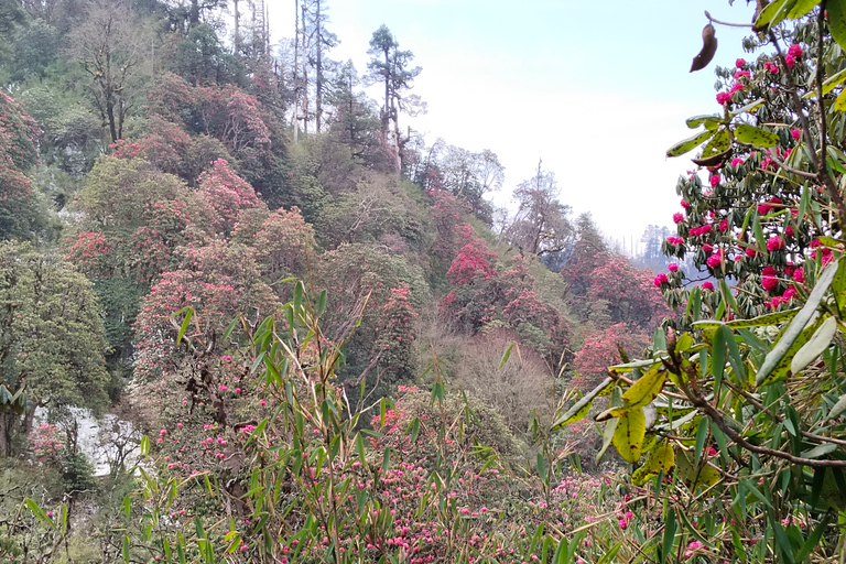 2 Nächte 3 Tage Poon Hill Trekking von Pokhara