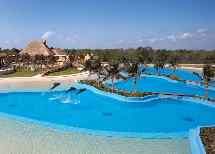 Dolphin Connection Riviera Maya Dolphin Connection GetYourGuide
