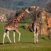 Obregón: Parque de la Naturaleza de Cabárceno Entry Ticket