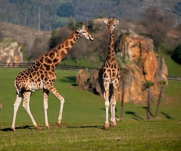 Obregón: ingresso para o Parque de la Naturaleza de Cabárceno