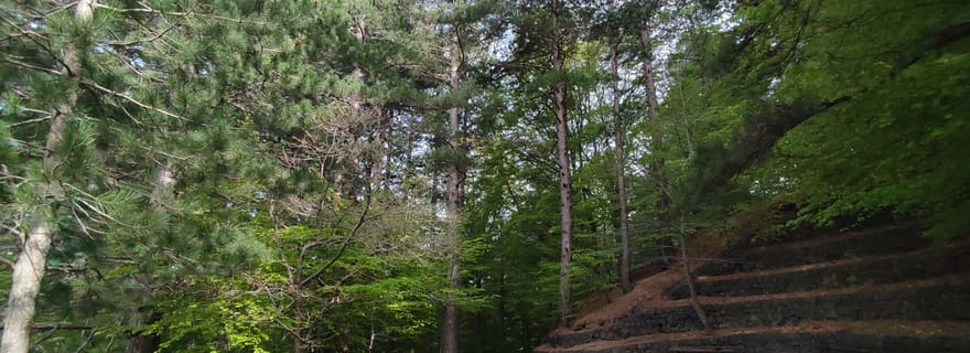 Linguaglossa : visite guidée de la forêt de l'Etna du Nord