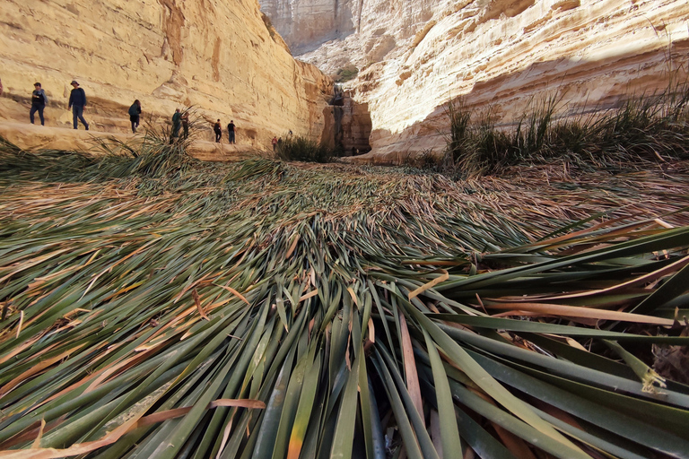 Massada, Ein Gedi e Excursão Privada do Mar MortoTour Privado de Herzliya