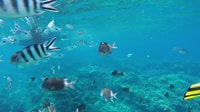 Gran Baie, 3 Islas Catamarán crucero w / Almuerzo y Snorkeling - Hizvo