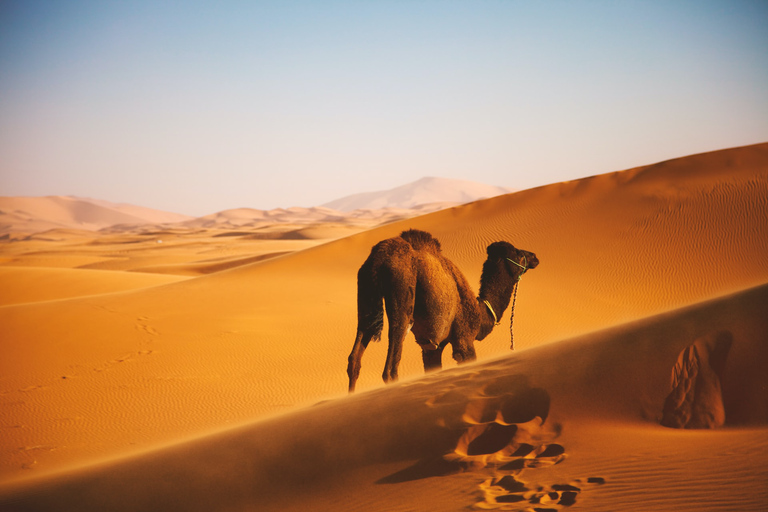 Agadir : Désert sauvage de Chegaga 3 jours, y compris le campement dans le désert