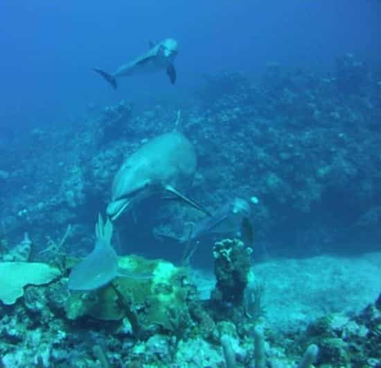 San Pedro, Belize scuba diving GetYourGuide