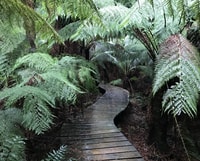 Melbourne, Great Ocean Road Day Trip with Rainforest Visit - Housity