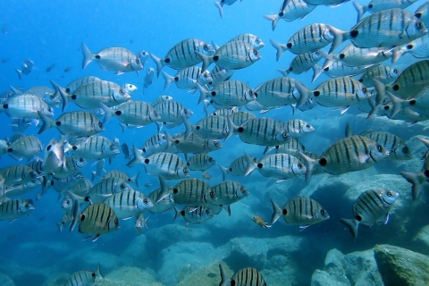 Costa Teguise: Snorkeling w Oceanie Atlantyckim