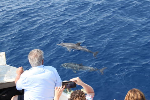 Savona: Pelagos Sanctuary Wildlife Cruise with Guide