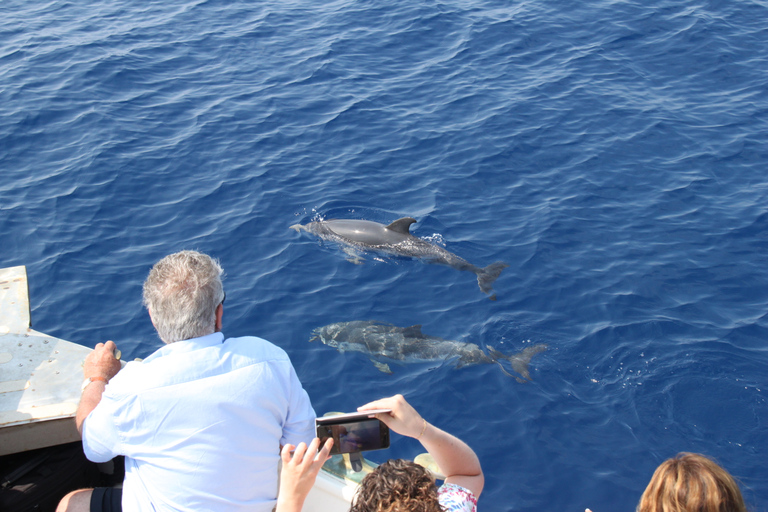 Savona: Pelagos Sanctuary Wildlife Cruise with Guide