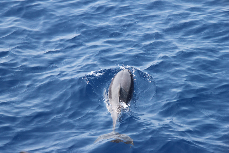 Savona: Pelagos Sanctuary Wildlife Cruise with Guide
