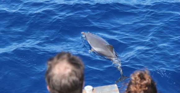 Savona: Exklusive Naturkreuzfahrt zum Pelagos-Schutzgebiet