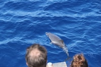 Savona, Santuario di Pelagos Crociera Faunistica con Guida - Hizvo