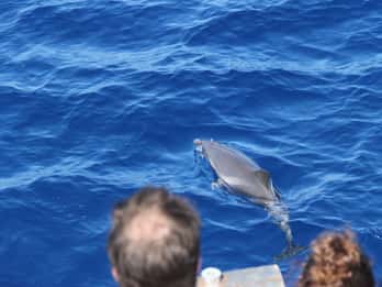 Savona: Crociera con guida nel Santuario Pelagos