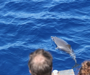 Savona: Pelagos Sanctuary Wildlife Cruise oppaan kanssa: Pelagos Sanctuary Wildlife Cruise with Guide