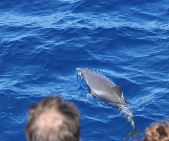 Savona: Pelagos Sanctuary Wildlife Cruise med guide