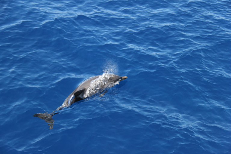 Savona: Pelagos Sanctuary Wildlife Cruise with Guide