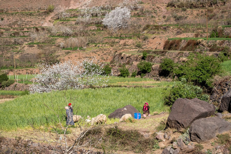 Summit Of Talamrout, Atlas Mountains Day Hiking Experience