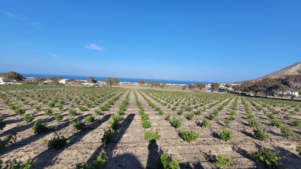 Santorini, Wine Tasting and Food Pairing at 3 Wineries - Housity