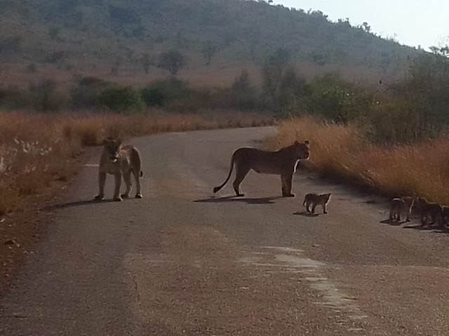 Visit Half day Lion park in Johannesburg
