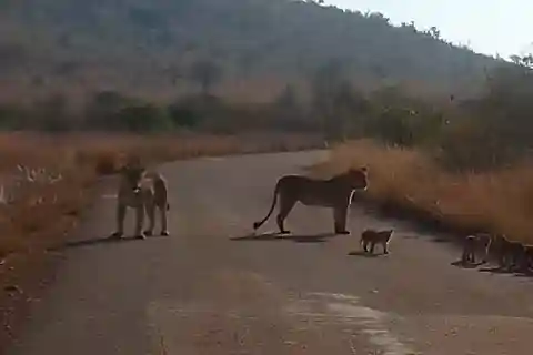 Half day Lion park