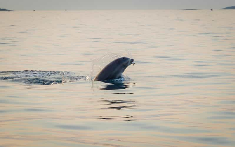 Rovinj Speedboottrip Met Dolfijnen Kijken Bij Zonsondergang Met