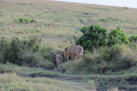 3 jours Masai Mara - Le cœur de la migration des gnous.