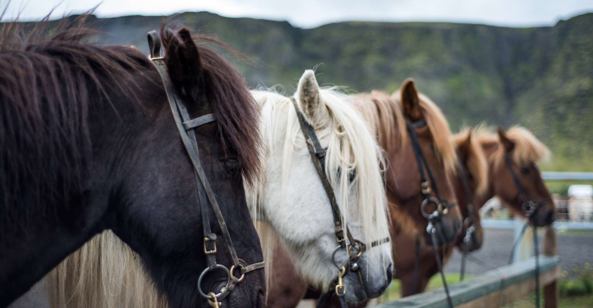 Ölfus, Horse Riding Tour - Housity