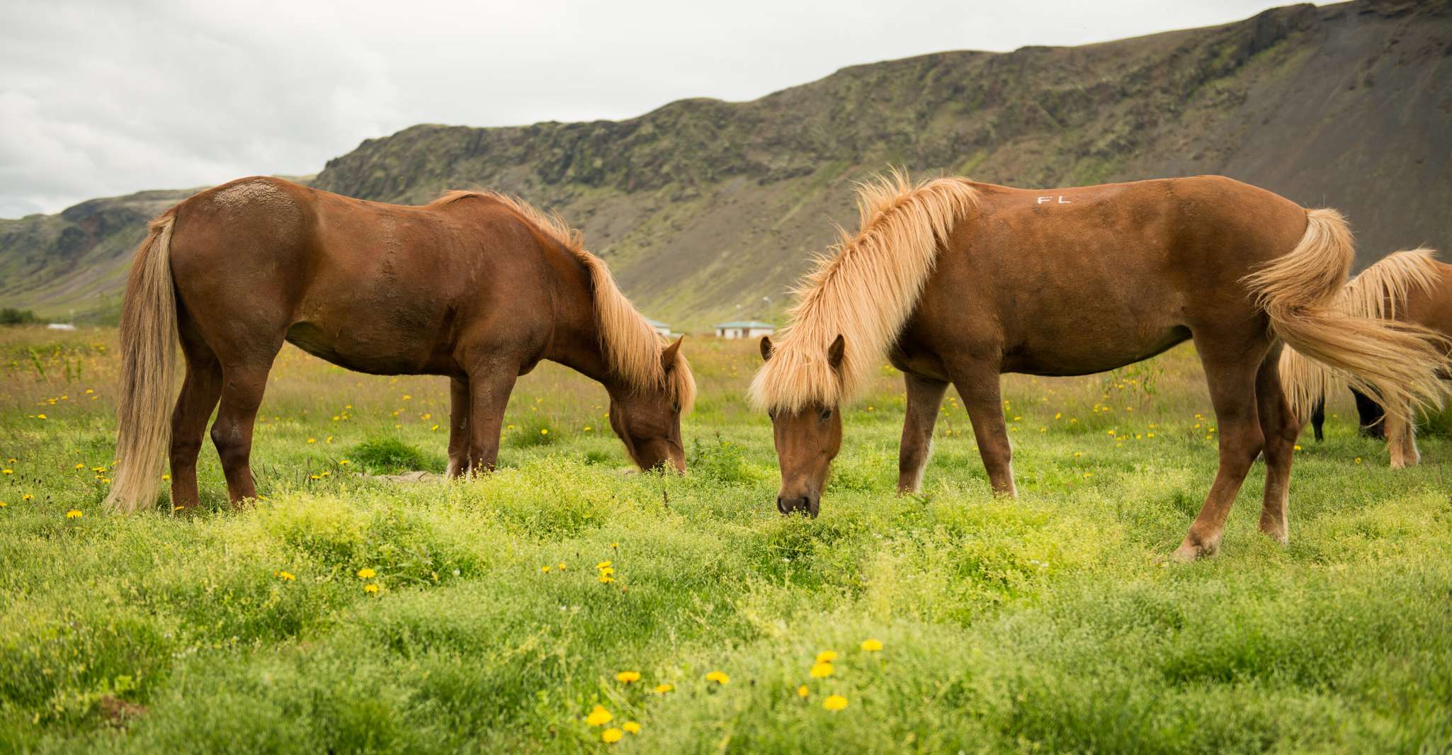 Ölfus, Horse Riding Tour - Housity