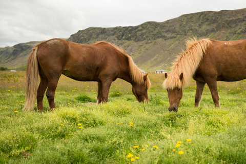 Randonnée à cheval à Reykjadalur (vallée des sources thermales)