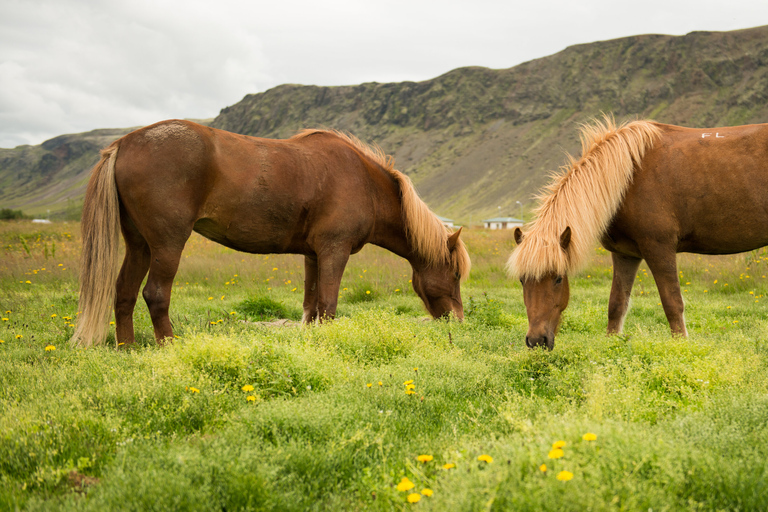 Hveragerdi: Reykjadalur (Hotspring Valley) Horse Riding TourHorse Riding Tour in Reykjadalur (Hotspring Valley)