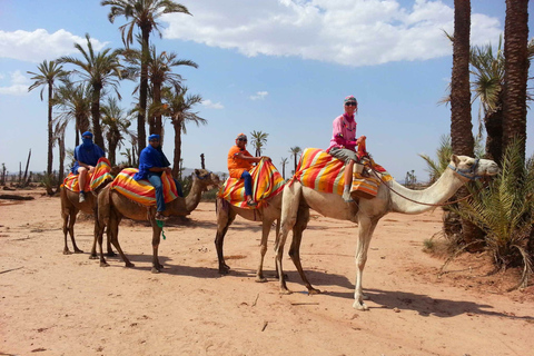 Kameelrit in Marrakesh in de oase Palmeraie