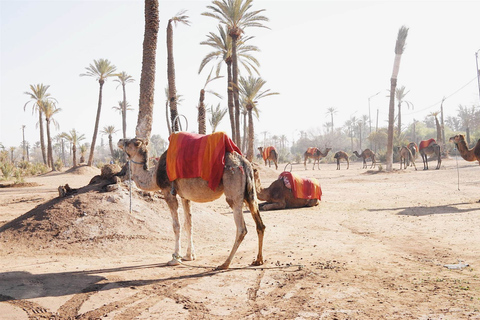 Marrakech : Camel Ride in Palmeraie with Tea BreakMarrakech Camel Ride in the Oasis Palmeraie