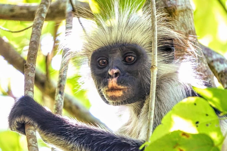 Excursión a la Isla de Mnemba, Excursión a la Selva de Jozani, La Roca, Cueva de Kuza