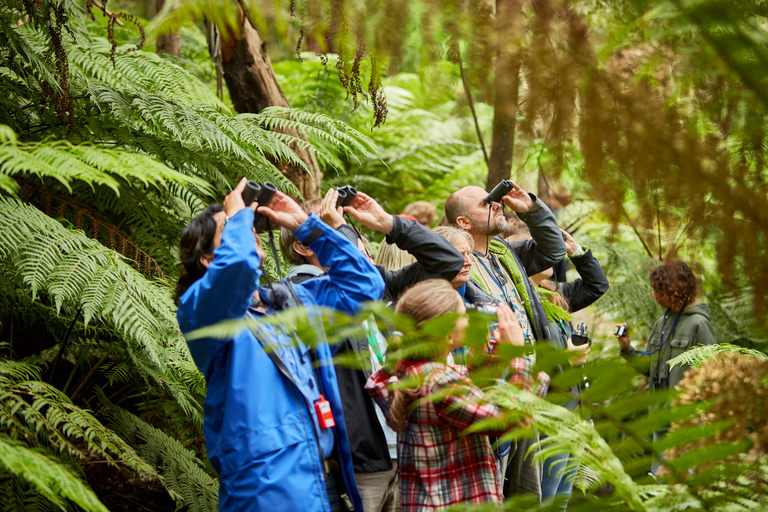 Luxe Bus Great Ocean Road Coastal SpectacularFrom Melbourne: Luxury Great Ocean Road &amp; Wildlife Tour