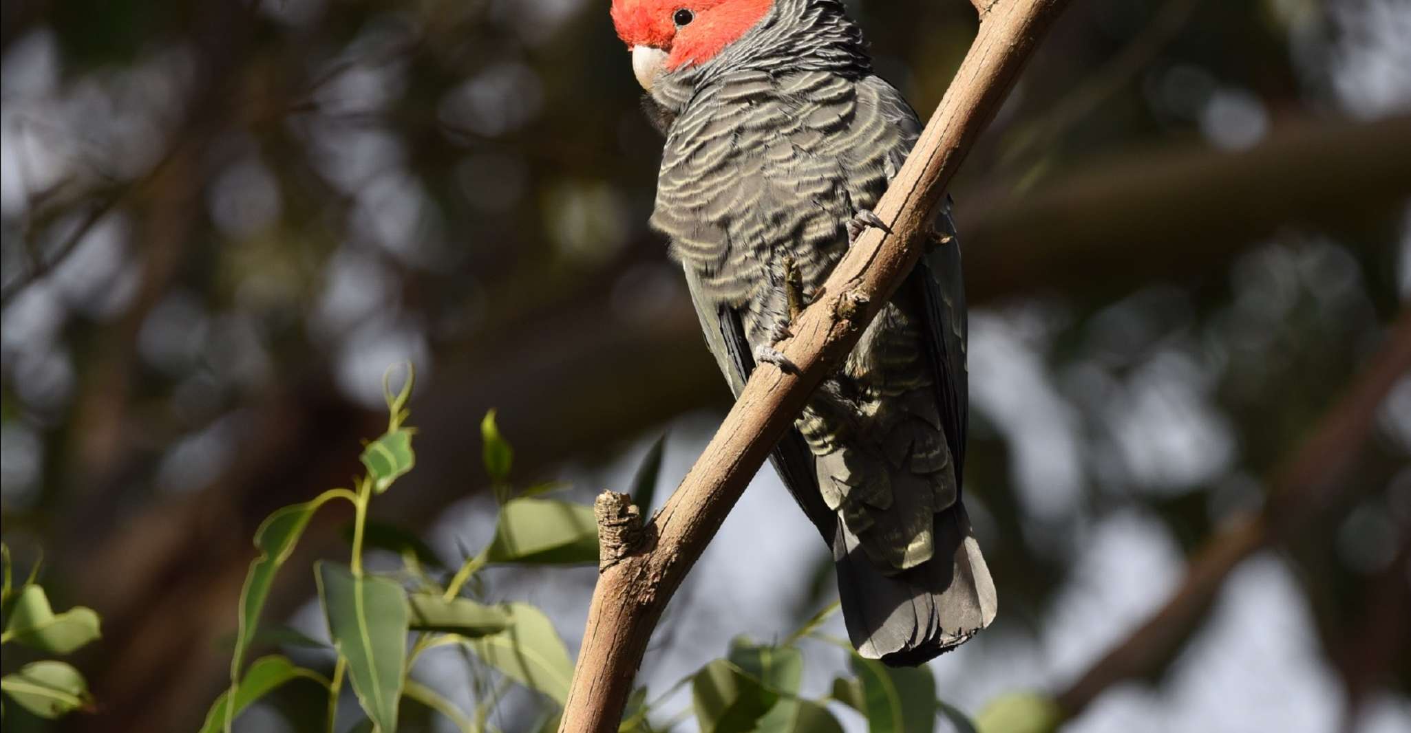 Canberra Best of Wildlife Tour - Hizvo