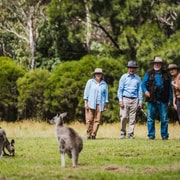 Canberra: Kangaroos and Koala Experience Tour